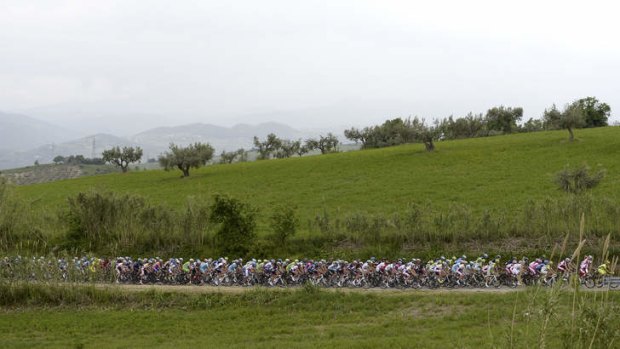 Scenic route: The peloton cruise through the countryside during stage seven bound for Pescara.