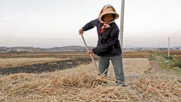 Chinese wheat farmer