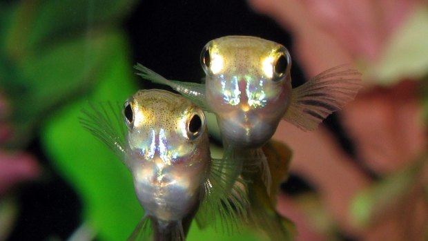 Research suggests male guppies change their mating behaviour when exposed to a common chemical.