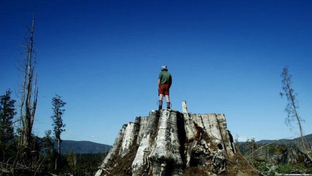 The aftermath of logging the world's tallest hardwood trees for woodchips in the Styx Valley, Tasmania.