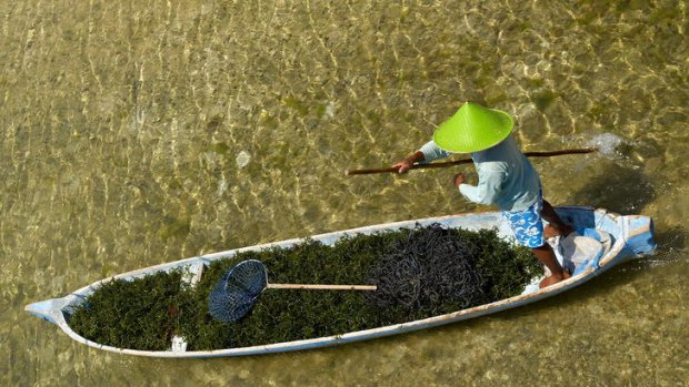 On the move ... the seaweed harvest in Lembongan.