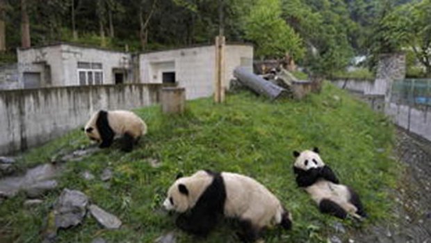 The damaged Wolong Nature Reserve two weeks after the May 12 earthquake in Sichuan province.