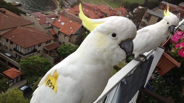 High life &#8230; Party Boy and his sulphur-crested friend live it up over Sydney, where he's no stranger to Charles Miller's Kirribilli balcony.