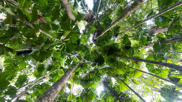 The Daintree: Pure magic.