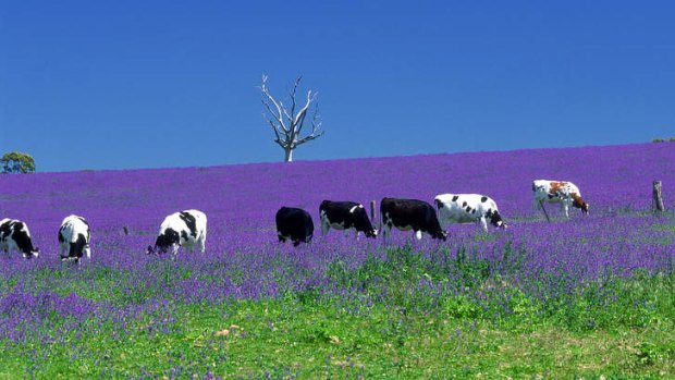 The Clare Valley, South Australia.