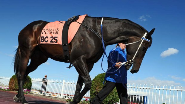 Champion racehorse Black Caviar, who was born in Nagambie.
