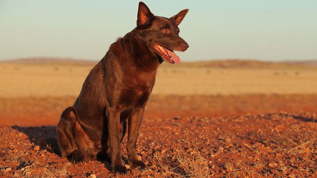 Koko on the set of <i>Red Dog</i>.