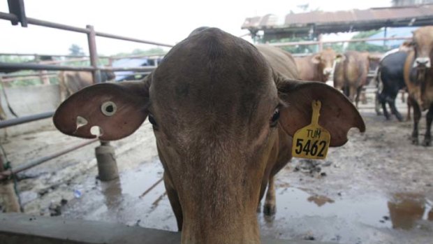 The government is considering a crackdown on the live cattle trade to Indonesia which would see exports sent to only a handful of slaughterhouses.