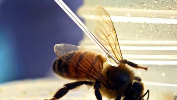 High times in the hive tonight: too much cocaine makes bees wax lyrical