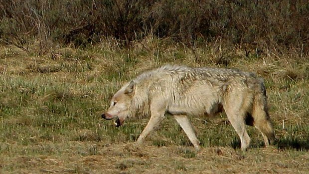 "The survival of [the] wolves may be at stake" ... Wendy Keefover, WildEarth Guardians.