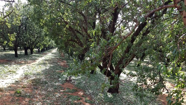 Red Cliffs farmer Hardeep Singh's almond crop was wiped out in 