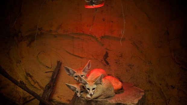 Glowing: Fennec foxes huddle under a heat lamp at Taronga Zoo.