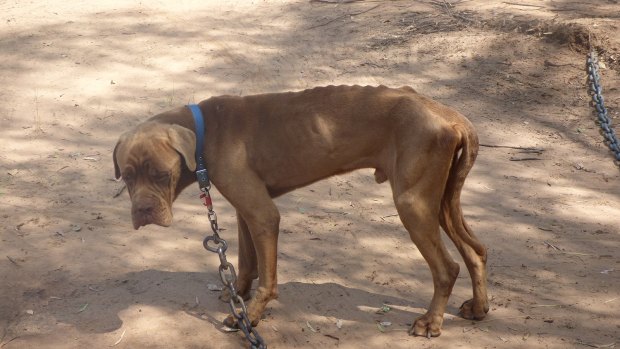 Animal corpses were lying near dogs that were tethered at the alleged puppy farm, according to RSPCA Queensland.