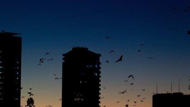 Taking flight ... flying foxes take to the skies after loud industrial noise and banging sounds were played in the Royal Botanic Gardens on Monday night to scare them off. The bats have destroyed 28 trees and 30 palms. It is hoped the bats will join existing permanent colonies.