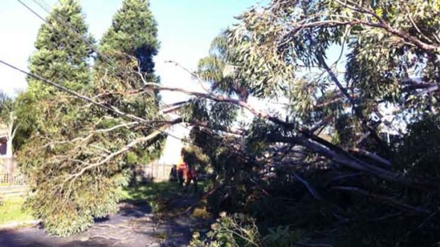 A fallen gum tree brings down power lines at Hornsby Heights.