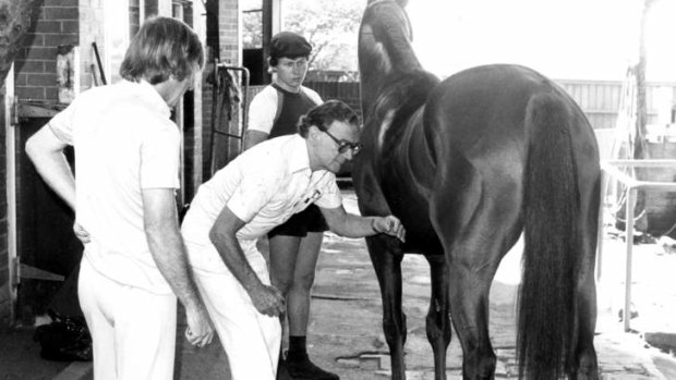 Racing vet Dr Percy Sykes examines Golden Slipper hopeful Nassau at Rosehill in 1980.