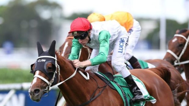 Randwick bound: Junoob will head to The Championships after Saturday's Neville Sellwood Stakes win.