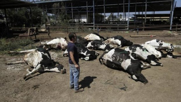 Cows killed in a rocket attack from Hamas on a dairy farm in Beer Tuvia.