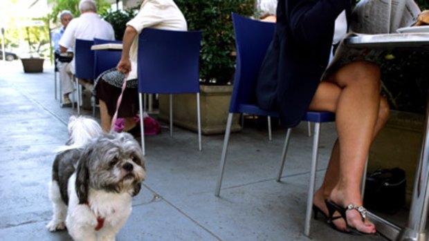 Latte-loving pooches are back in business after Health Department quashes rumoured cafe pet ban.