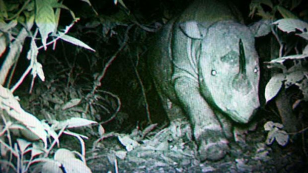 A rare glimpse of a Sumatran rhinoceros in Malaysian Borneo.