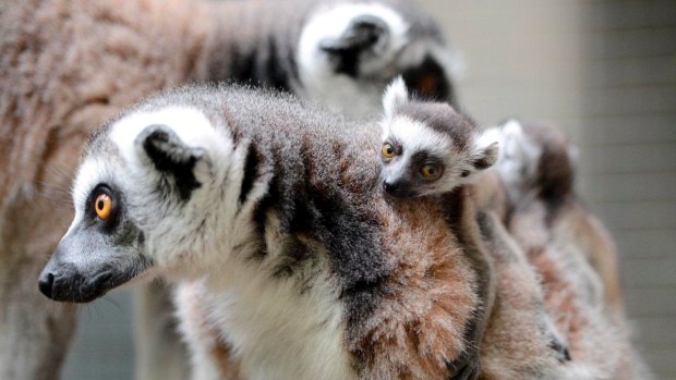 Lemurs: Under threat in Madagascar
