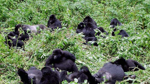 Beyond the highlights ... Rwanda's gorillas in the sunshine.