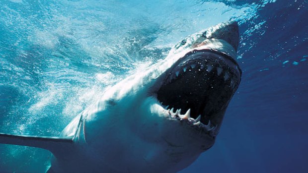 Masters of the sea: The ocean is the domain of sharks, and we are entering their world.