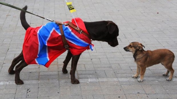 A dog wearing the flag of "Novorossia".