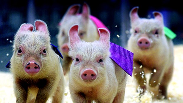 Organisers of a Brisbane charity pig race say the event will go ahead despite criticism from animal rights activists.