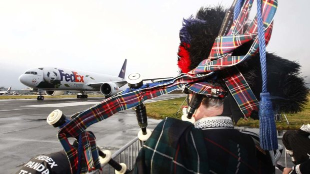 A bagpiper greets the FedEx Panda Express aircraft carrying two giant pandas as it arrives in Edinburgh.