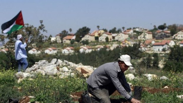 A Palestinian man plants an olive tree near the Israeli settlement of Mevo Dothan in the occupied West Bank to mark Land Day on March 30. The Palestinian Authority's leadership has made a "comprehensive" settlement freeze one of its conditions for extending peace talks beyond the April 29 deadline. 