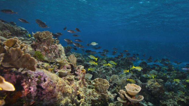 One-of-a-kind ... the Great Barrier Reef is considered the world's largest coral reef system.