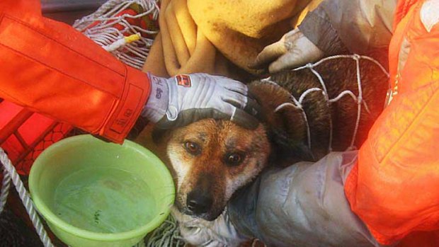 This dog is believed to have been at sea for the three weeks since the tsunami.