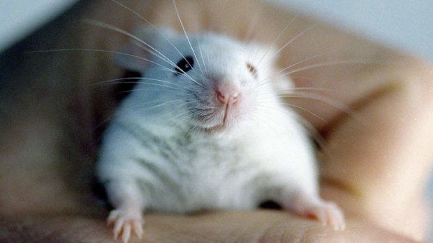 'United States neuroscientists have shown that they can block compulsive behaviour in mice.'