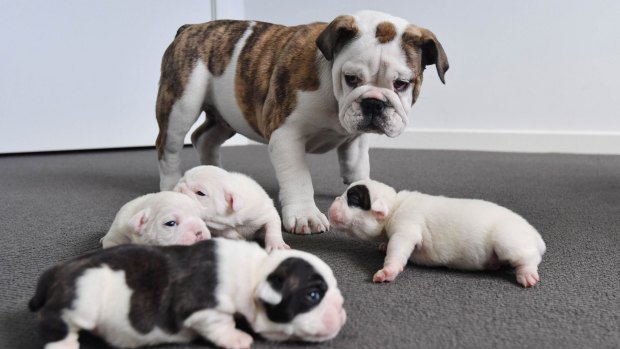 These bulldog puppies have already been snatched up.