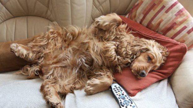 Couch surfing ... Dogs with behavioural problems might be more pessimistic than those pooches who are well behaved.