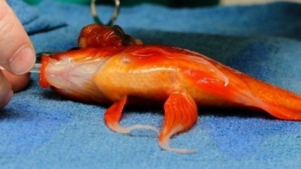 George the goldfish undergoes surgery for a tumour at Lort Smith Animal Hospital in Melbourne.