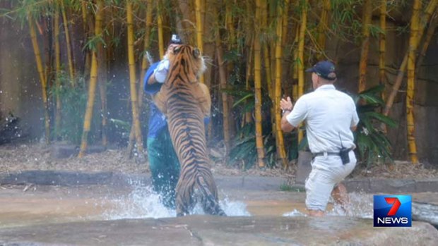 An Australia Zoo worker rushes to the trainer's aid.