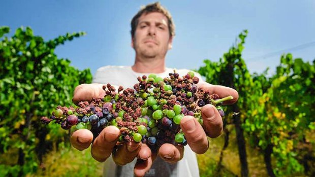 Stuart Proud holds pinot noir grapes from his Yarra Valley vineyard that were punished by last week's heatwave.