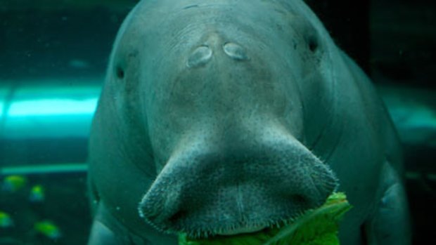 Silt gathering in Moreton Bay may threaten the local dugong population.