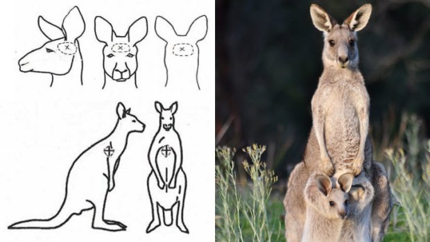 An eastern grey kangaroo (right) and the guidelines on the humane killing of kangaroos.