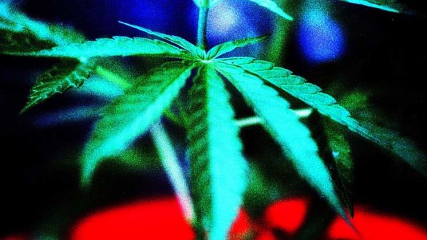 Cannabis for medical use: A NSW Parliamentary committee unanimously supports the use of cannabis-based products for prescription use.
