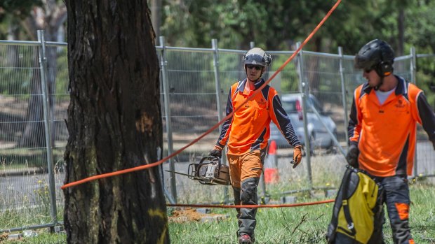 Tree removal works on Northbourne Avenue to make way for the light rail.