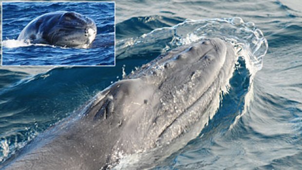 A tiny humpback whale calf named Tantabiddi blows water out of its blowhole as it practises the art of breathing. (Inset) The baby whale gets some support from its mother.