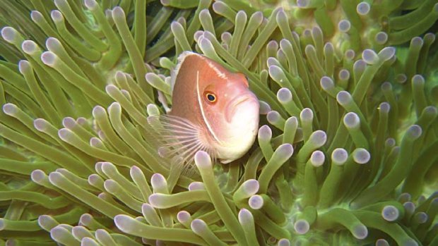 Snorkelling: A pink anemone fish off Koh Tao.