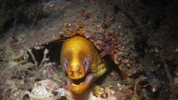 . Popular underwater dive sites in the Sydney area. Diving story MUST CREDIT George Evatt