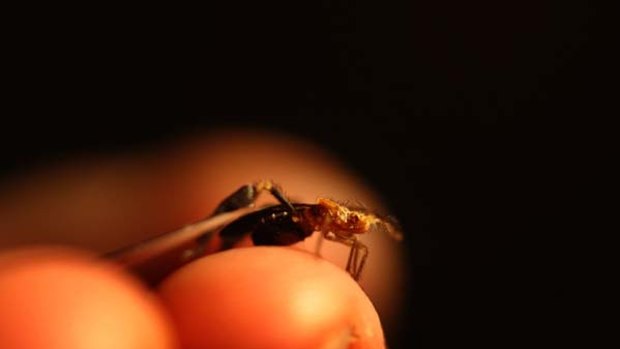 A feather-legged assassin bug at the Australian Museum.