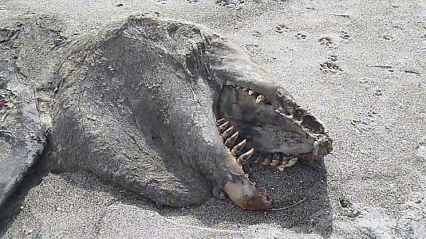 Creature from the deep: Most likely the rotting carcass of a killer whale.