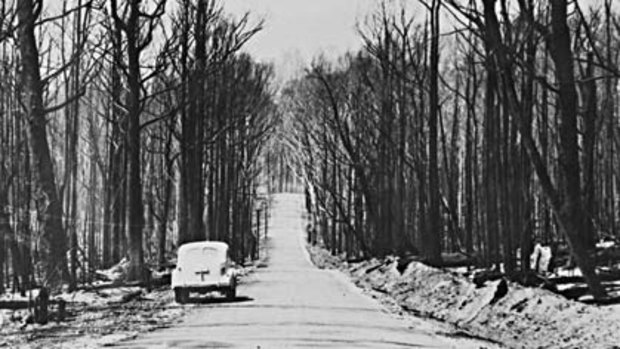 Then . . . scorched trees line Black's Spur Road between Healesville and Marysville after Black Friday in January 1939.