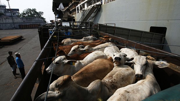 Australian cows are loaded onto a truck after arriving in Jakarta.